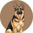 Köpek Irklarına Özel